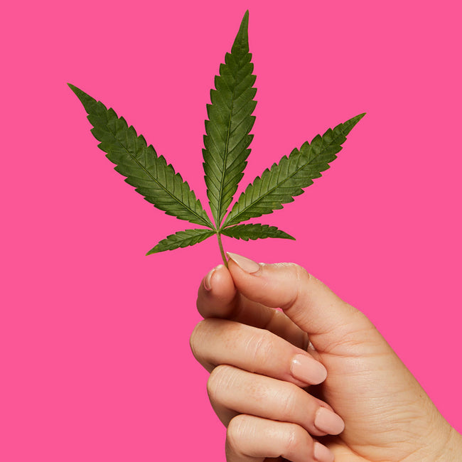 Hemp leaf in hand